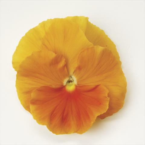 Photos von Blumenvarianten benutzt als: Topf und Beet Viola wittrockiana Matrix Orange