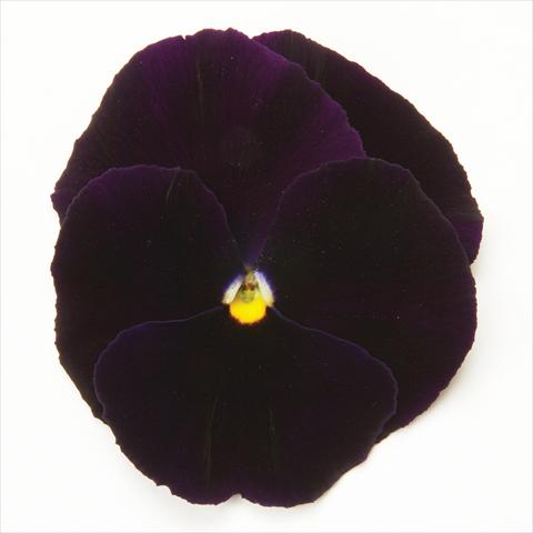 Photos von Blumenvarianten benutzt als: Topf und Beet Viola wittrockiana Matrix Purple