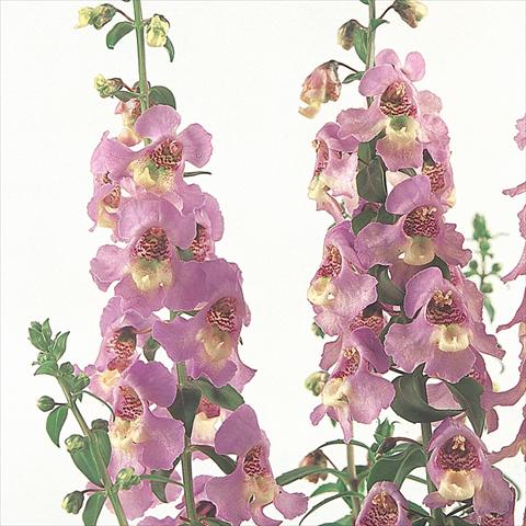Photos von Blumenvarianten benutzt als: Beet- / Rabattenpflanze Angelonia angustifolia Serena™ Lavender