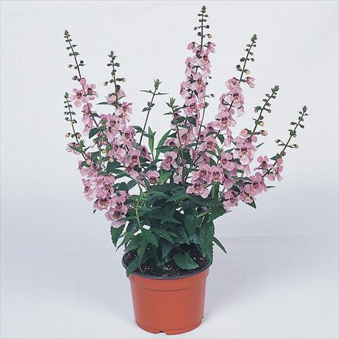 Photos von Blumenvarianten benutzt als: Beet- / Rabattenpflanze Angelonia angustifolia Serena™ Lavender Pink