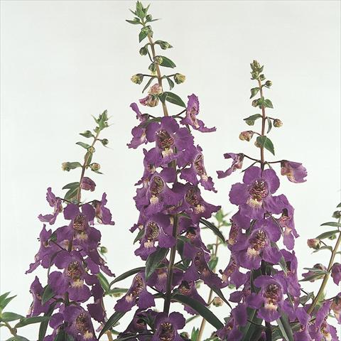 Photos von Blumenvarianten benutzt als: Topf und Beet Angelonia angustifolia Serena™ Purple
