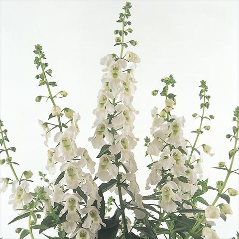 Photos von Blumenvarianten benutzt als: Topf und Beet Angelonia angustifolia Serena™ White