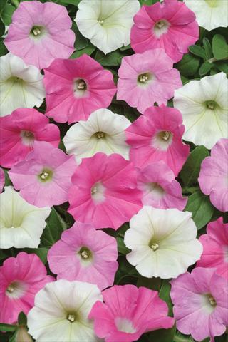 Photos von Blumenvarianten benutzt als: Topf und Beet Petunia X hybrida Shock Wave Buzz Mix