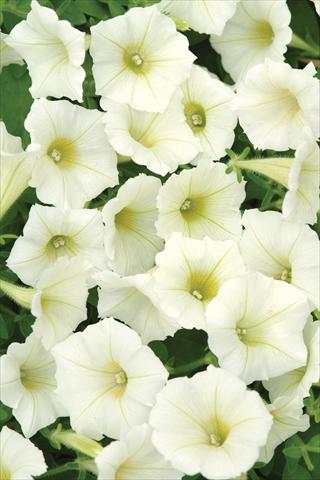 Photos von Blumenvarianten benutzt als: Topf und Beet Petunia X hybrida Shock Wave Ivory
