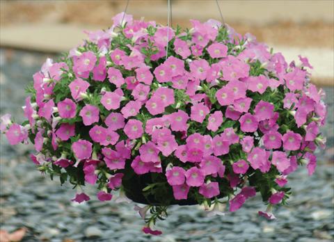 Photos von Blumenvarianten benutzt als: Topf und Beet Petunia X hybrida Shock Wave Pink Shades
