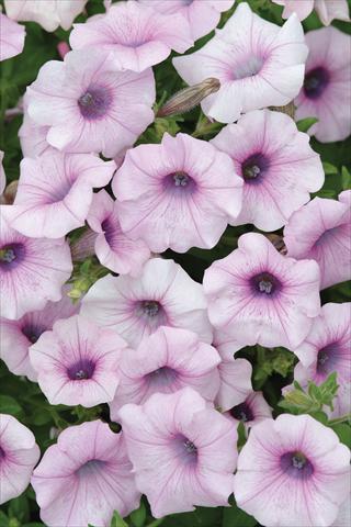 Photos von Blumenvarianten benutzt als: Topf und Beet Petunia X hybrida Shock Wave Pink Vein