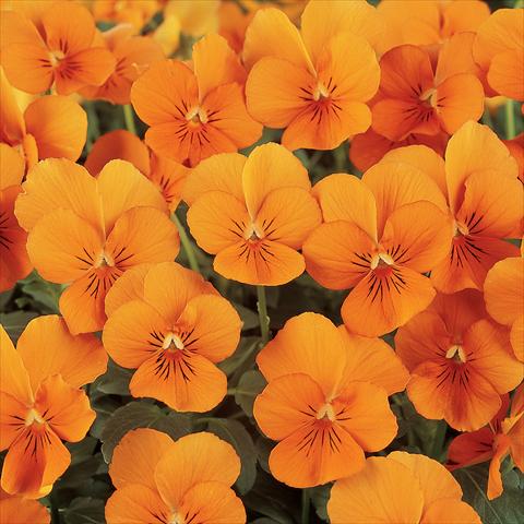 Photos von Blumenvarianten benutzt als: Topf und Beet Viola cornuta Sorbet™ Deep Orange