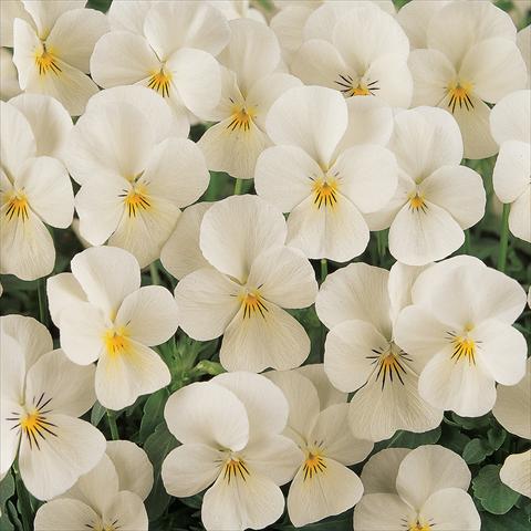 Photos von Blumenvarianten benutzt als: Topf und Beet Viola cornuta Sorbet™ French Vanilla Improved