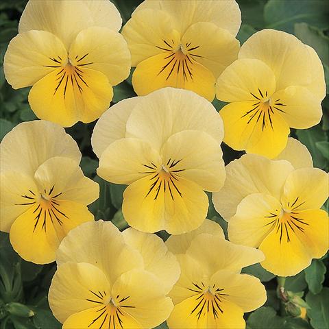 Photos von Blumenvarianten benutzt als: Topf und Beet Viola cornuta Sorbet™ Lemon Chiffon Improved