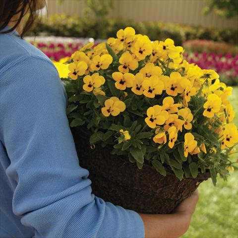 Photos von Blumenvarianten benutzt als: Topf und Beet Viola cornuta Sorbet™ Yellow Babyface