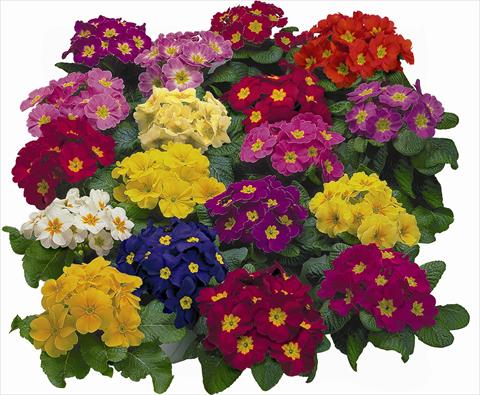 Photos von Blumenvarianten benutzt als: Topf und Beet Primula acaulis, veris, vulgaris Danova
