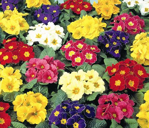Photos von Blumenvarianten benutzt als: Topf und Beet Primula acaulis, veris, vulgaris Diana