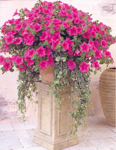 Photos von Blumenvarianten benutzt als: Ampel/Topf Petunia pendula Surfinia® Hot Pink