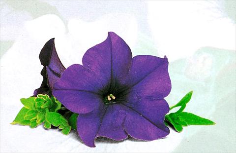Photos von Blumenvarianten benutzt als: Ampel/Topf Petunia pendula Surfinia® Blu