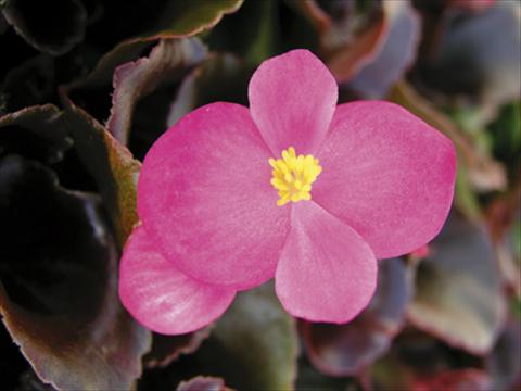 Photos von Blumenvarianten benutzt als: Topf und Beet Begonia semperflorens Afrika