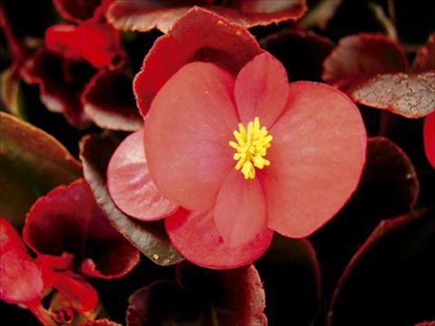 Photos von Blumenvarianten benutzt als: Topf und Beet Begonia semperflorens Afrika