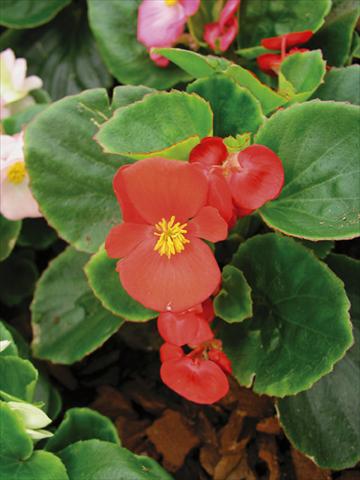 Photos von Blumenvarianten benutzt als: Topf und Beet Begonia semperflorens Florida