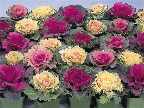 Photos von Blumenvarianten benutzt als: Topf und Beet Brassica oleracea Brassica