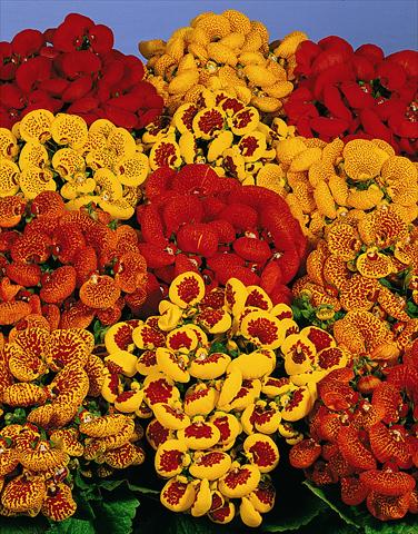 Photos von Blumenvarianten benutzt als: Topf Calceolaria Melodie