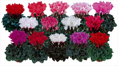 Photos von Blumenvarianten benutzt als: Topf und Beet Cyclamen persicum Halios®