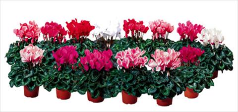 Photos von Blumenvarianten benutzt als: Topf und Beet Cyclamen persicum Sierra F1