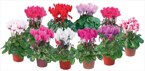 Photos von Blumenvarianten benutzt als: Topf und Beet Cyclamen persicum mini Super Serie®s Compact Mix