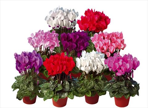 Photos von Blumenvarianten benutzt als: Topf und Beet Cyclamen persicum mini Super Serie®s Mini Winter Mix