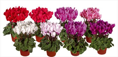 Photos von Blumenvarianten benutzt als: Topf und Beet Cyclamen persicum mini Super Serie®s Verano Mix