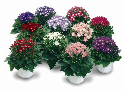 Photos von Blumenvarianten benutzt als: Topf und Beet Senecium Cineraria Star Wars