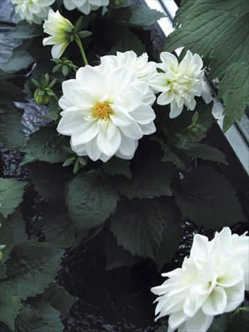 Photos von Blumenvarianten benutzt als: Topf und Beet Dahlia Royal Dahlietta