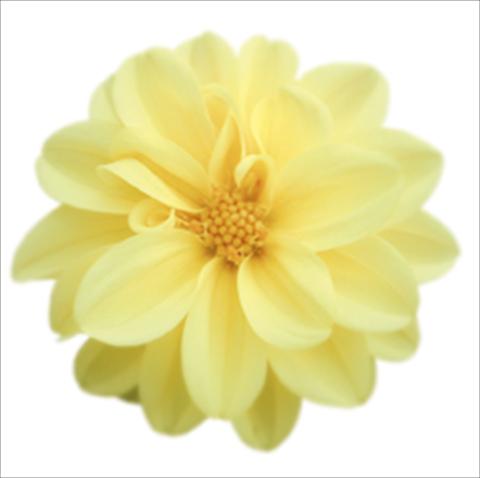 Photos von Blumenvarianten benutzt als: Topf und Beet Dahlia Royal Dahlietta Margaret