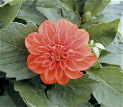 Photos von Blumenvarianten benutzt als: Topf und Beet Dahlia Royal Dahlietta Rachel