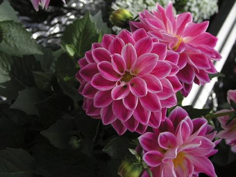 Photos von Blumenvarianten benutzt als: Topf und Beet Dahlia Royal Dahlietta Red & Orange