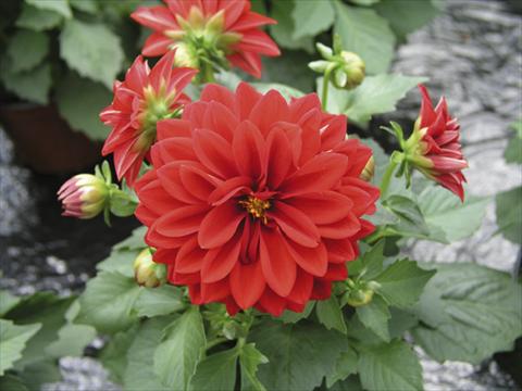 Photos von Blumenvarianten benutzt als: Topf und Beet Dahlia Royal Dahlietta Tessie