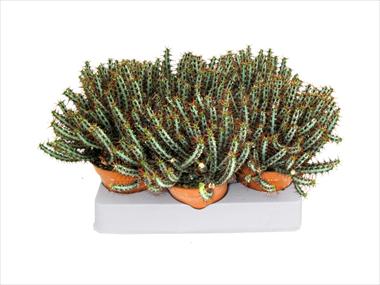 Photos von Blumenvarianten benutzt als: Topf Cactus Euphorbia auriginosa