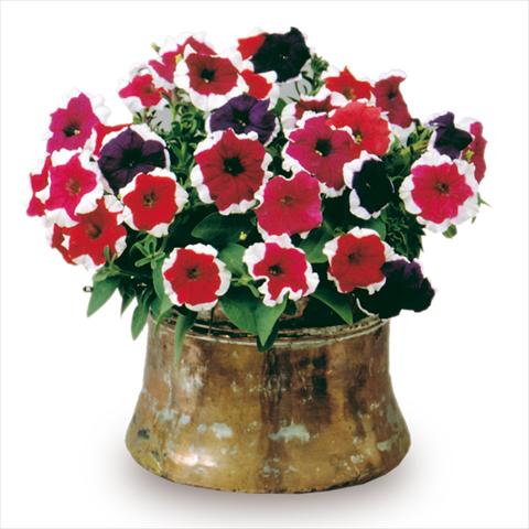 Photos von Blumenvarianten benutzt als: Beet- / Rabattenpflanze Petunia x hybrida Candy Mix