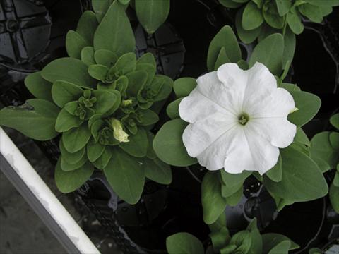 Photos von Blumenvarianten benutzt als: Beet- / Rabattenpflanze Petunia x hybrida Compatta Bianco