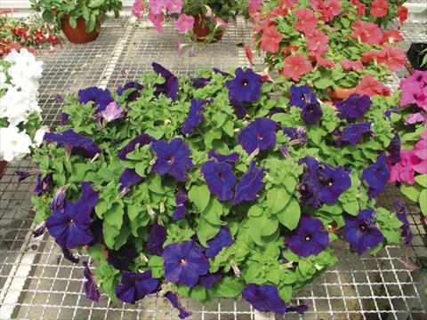 Photos von Blumenvarianten benutzt als: Beet- / Rabattenpflanze Petunia x hybrida Compatta Blu