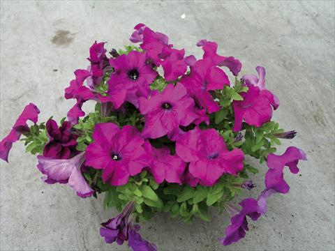 Photos von Blumenvarianten benutzt als: Beet- / Rabattenpflanze Petunia x hybrida Compatta Porpora