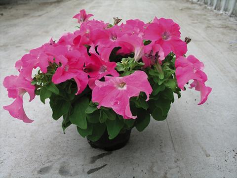 Photos von Blumenvarianten benutzt als: Beet- / Rabattenpflanze Petunia x hybrida Compatta Rosa Scuro