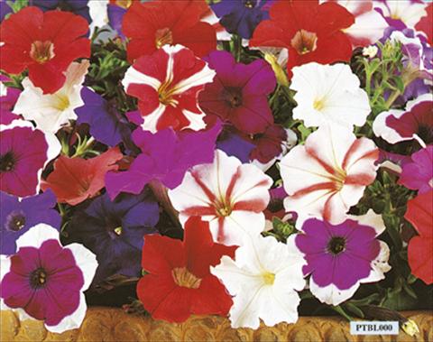 Photos von Blumenvarianten benutzt als: Beet- / Rabattenpflanze Petunia x hybrida Bella F1 Mix