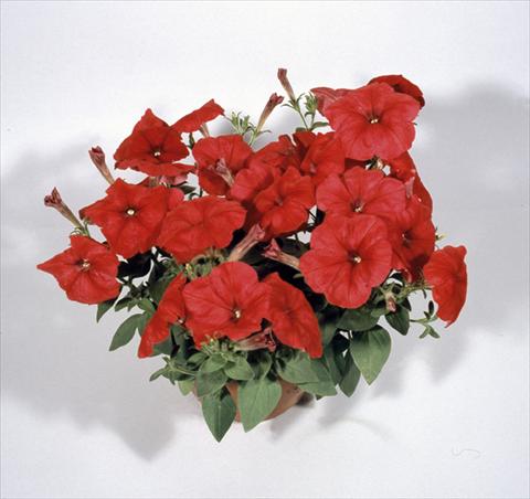 Photos von Blumenvarianten benutzt als: Ampel/Topf Petunia x hybrida Nuvolari