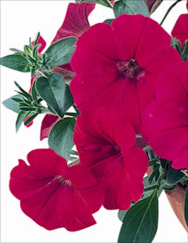 Photos von Blumenvarianten benutzt als: Beet- / Rabattenpflanze Petunia x hybrida Nuvolari Cherry