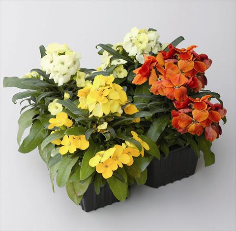 Photos von Blumenvarianten benutzt als: Beet- / Rabattenpflanze Cheiranthus cherii Pirata Mix