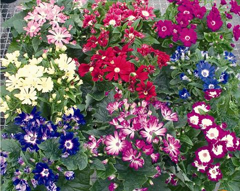 Photos von Blumenvarianten benutzt als: Ampel/Topf Senecium cineraria Vesna