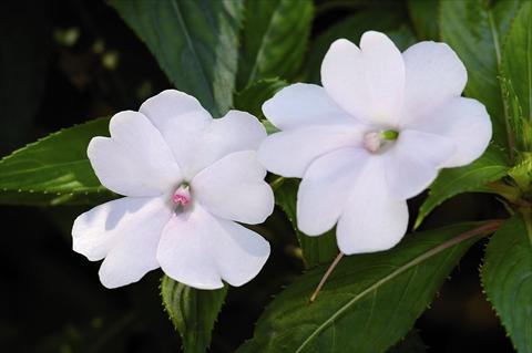 Photos von Blumenvarianten benutzt als: Beet- / Rabattenpflanze Impatiens N. Guinea SunPatiens® Compact White