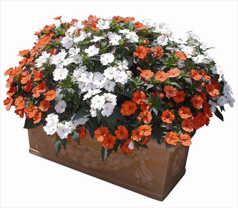 Photos von Blumenvarianten benutzt als: Beet- / Rabattenpflanze Impatiens N. Guinea SunPatiens® Compact Orange