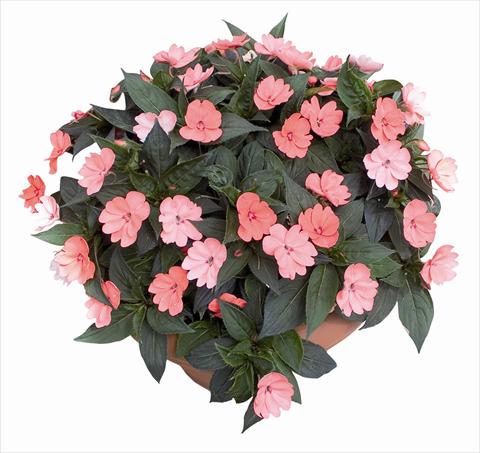 Photos von Blumenvarianten benutzt als: Beet- / Rabattenpflanze Impatiens N. Guinea SunPatiens® Compact Blush Pink