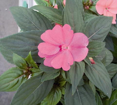 Photos von Blumenvarianten benutzt als: Beet- / Rabattenpflanze Impatiens N. Guinea SunPatiens® Compact Lavander