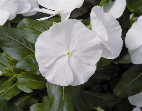 Photos von Blumenvarianten benutzt als: Beet- / Rabattenpflanze Catharanthus roseus - Vinca Cora F1 White